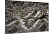 Eastern Diamondback Rattlesnake (Crotalus Adamanteus)-Scott T. Smith-Mounted Photographic Print