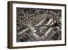 Eastern Diamondback Rattlesnake (Crotalus Adamanteus)-Scott T. Smith-Framed Photographic Print