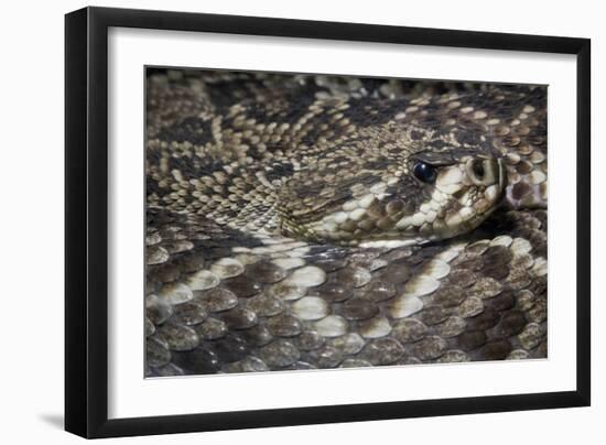 Eastern Diamondback Rattlesnake (Crotalus Adamanteus)-Scott T. Smith-Framed Photographic Print