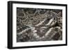 Eastern Diamondback Rattlesnake (Crotalus Adamanteus)-Scott T. Smith-Framed Photographic Print