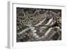 Eastern Diamondback Rattlesnake (Crotalus Adamanteus)-Scott T. Smith-Framed Photographic Print