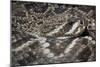 Eastern Diamondback Rattlesnake (Crotalus Adamanteus)-Scott T. Smith-Mounted Photographic Print