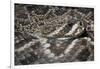 Eastern Diamondback Rattlesnake (Crotalus Adamanteus)-Scott T. Smith-Framed Photographic Print