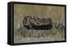 Eastern Diamondback Rattlesnake, Little St Simons Island, Georgia-Pete Oxford-Framed Stretched Canvas