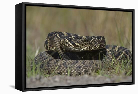 Eastern Diamondback Rattlesnake, Little St Simons Island, Georgia-Pete Oxford-Framed Stretched Canvas