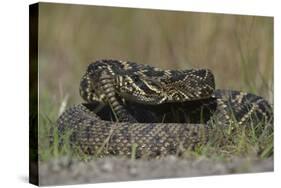 Eastern Diamondback Rattlesnake, Little St Simons Island, Georgia-Pete Oxford-Stretched Canvas