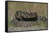 Eastern Diamondback Rattlesnake, Little St Simons Island, Georgia-Pete Oxford-Framed Stretched Canvas