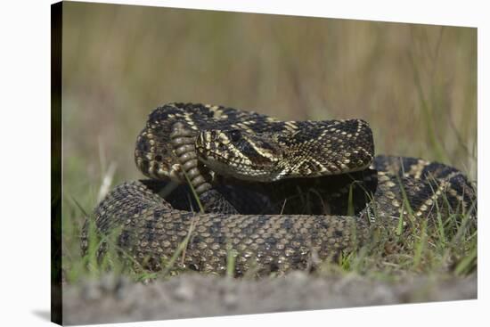 Eastern Diamondback Rattlesnake, Little St Simons Island, Georgia-Pete Oxford-Stretched Canvas