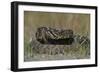 Eastern Diamondback Rattlesnake, Little St Simons Island, Georgia-Pete Oxford-Framed Photographic Print