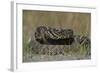 Eastern Diamondback Rattlesnake, Little St Simons Island, Georgia-Pete Oxford-Framed Photographic Print