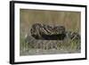 Eastern Diamondback Rattlesnake, Little St Simons Island, Georgia-Pete Oxford-Framed Photographic Print