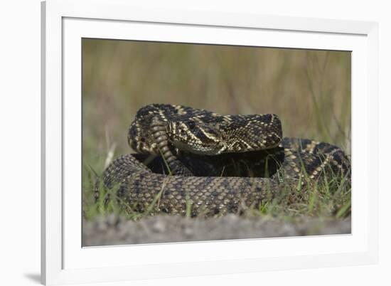 Eastern Diamondback Rattlesnake, Little St Simons Island, Georgia-Pete Oxford-Framed Photographic Print