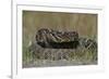 Eastern Diamondback Rattlesnake, Little St Simons Island, Georgia-Pete Oxford-Framed Photographic Print