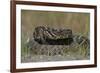 Eastern Diamondback Rattlesnake, Little St Simons Island, Georgia-Pete Oxford-Framed Photographic Print