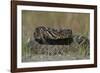 Eastern Diamondback Rattlesnake, Little St Simons Island, Georgia-Pete Oxford-Framed Photographic Print