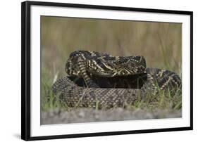 Eastern Diamondback Rattlesnake, Little St Simons Island, Georgia-Pete Oxford-Framed Photographic Print