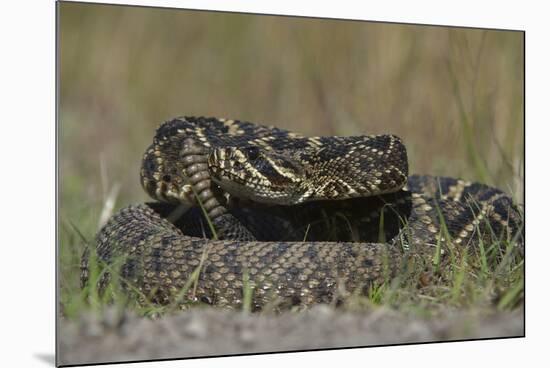 Eastern Diamondback Rattlesnake, Little St Simons Island, Georgia-Pete Oxford-Mounted Photographic Print