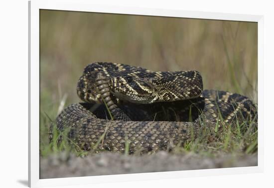 Eastern Diamondback Rattlesnake, Little St Simons Island, Georgia-Pete Oxford-Framed Photographic Print