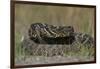 Eastern Diamondback Rattlesnake, Little St Simons Island, Georgia-Pete Oxford-Framed Photographic Print