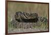 Eastern Diamondback Rattlesnake, Little St Simons Island, Georgia-Pete Oxford-Framed Photographic Print