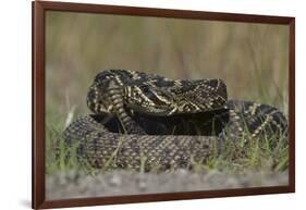 Eastern Diamondback Rattlesnake, Little St Simons Island, Georgia-Pete Oxford-Framed Photographic Print