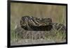 Eastern Diamondback Rattlesnake, Little St Simons Island, Georgia-Pete Oxford-Framed Photographic Print