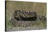 Eastern Diamondback Rattlesnake, Little St Simons Island, Georgia-Pete Oxford-Stretched Canvas