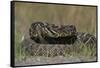 Eastern Diamondback Rattlesnake, Little St Simons Island, Georgia-Pete Oxford-Framed Stretched Canvas