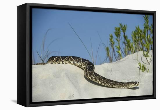 Eastern Diamondback Rattlesnake, Little St Simons Island, Georgia-Pete Oxford-Framed Stretched Canvas