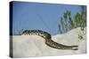 Eastern Diamondback Rattlesnake, Little St Simons Island, Georgia-Pete Oxford-Stretched Canvas