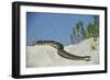 Eastern Diamondback Rattlesnake, Little St Simons Island, Georgia-Pete Oxford-Framed Photographic Print