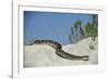 Eastern Diamondback Rattlesnake, Little St Simons Island, Georgia-Pete Oxford-Framed Photographic Print