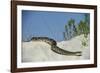 Eastern Diamondback Rattlesnake, Little St Simons Island, Georgia-Pete Oxford-Framed Photographic Print