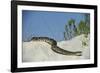 Eastern Diamondback Rattlesnake, Little St Simons Island, Georgia-Pete Oxford-Framed Photographic Print