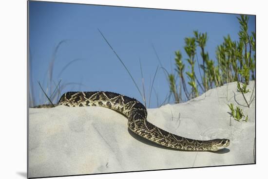 Eastern Diamondback Rattlesnake, Little St Simons Island, Georgia-Pete Oxford-Mounted Photographic Print