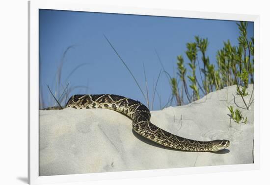 Eastern Diamondback Rattlesnake, Little St Simons Island, Georgia-Pete Oxford-Framed Photographic Print