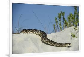 Eastern Diamondback Rattlesnake, Little St Simons Island, Georgia-Pete Oxford-Framed Photographic Print