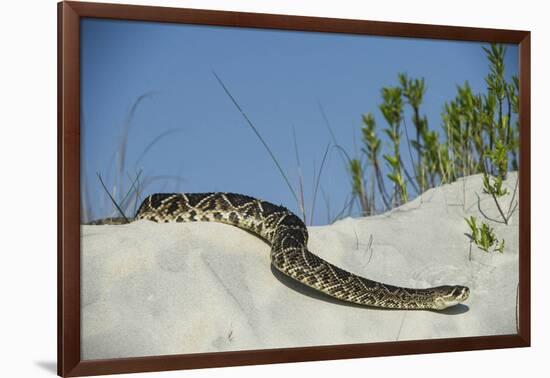 Eastern Diamondback Rattlesnake, Little St Simons Island, Georgia-Pete Oxford-Framed Photographic Print