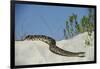 Eastern Diamondback Rattlesnake, Little St Simons Island, Georgia-Pete Oxford-Framed Photographic Print