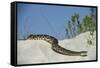 Eastern Diamondback Rattlesnake, Little St Simons Island, Georgia-Pete Oxford-Framed Stretched Canvas