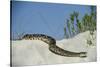 Eastern Diamondback Rattlesnake, Little St Simons Island, Georgia-Pete Oxford-Stretched Canvas