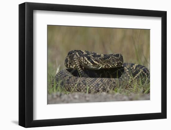 Eastern Diamondback Rattlesnake, Little St Simons Island, Georgia-Pete Oxford-Framed Photographic Print