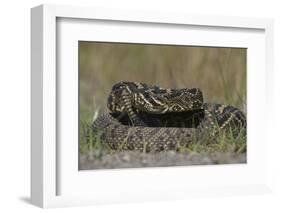 Eastern Diamondback Rattlesnake, Little St Simons Island, Georgia-Pete Oxford-Framed Photographic Print