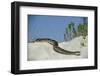 Eastern Diamondback Rattlesnake, Little St Simons Island, Georgia-Pete Oxford-Framed Photographic Print