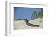 Eastern Diamondback Rattlesnake, Little St Simons Island, Georgia-Pete Oxford-Framed Photographic Print