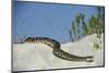 Eastern Diamondback Rattlesnake, Little St Simons Island, Georgia-Pete Oxford-Mounted Photographic Print