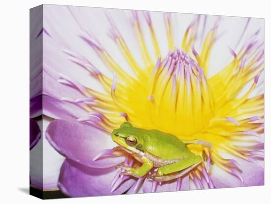 Eastern Dwarf Tree Frog on Blossoming Water Lily-Gary Bell-Stretched Canvas
