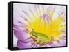 Eastern Dwarf Tree Frog on Blossoming Water Lily-Gary Bell-Framed Stretched Canvas