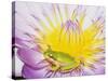 Eastern Dwarf Tree Frog on Blossoming Water Lily-Gary Bell-Stretched Canvas