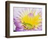 Eastern Dwarf Tree Frog on Blossoming Water Lily-Gary Bell-Framed Photographic Print